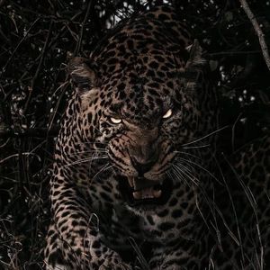 色噜噜在线观看
